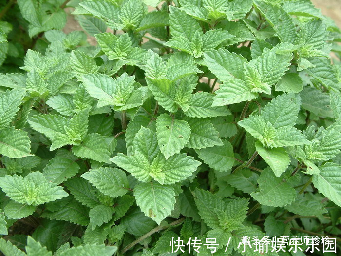 凉粉草|2种野草,若你还能见到,请好好珍惜,药用价值极高,可遇不可求