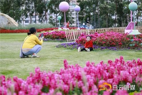 确定不来？有火车经过的公园，宫粉紫荆花开成片，浪漫满屏！