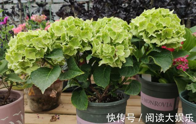 盆栽花草不能养成这3坏习惯！不然植物长不旺，花卉迟迟不开花