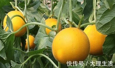 大黄|年过50想长寿就要会吃,尤其是这几种“软黄金”,营养高还好吸收