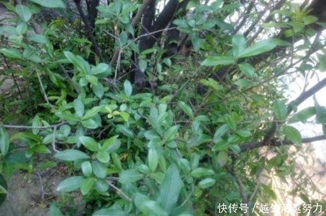 一种名贵的盆景树,有院子的一定要养,价值高造型美!