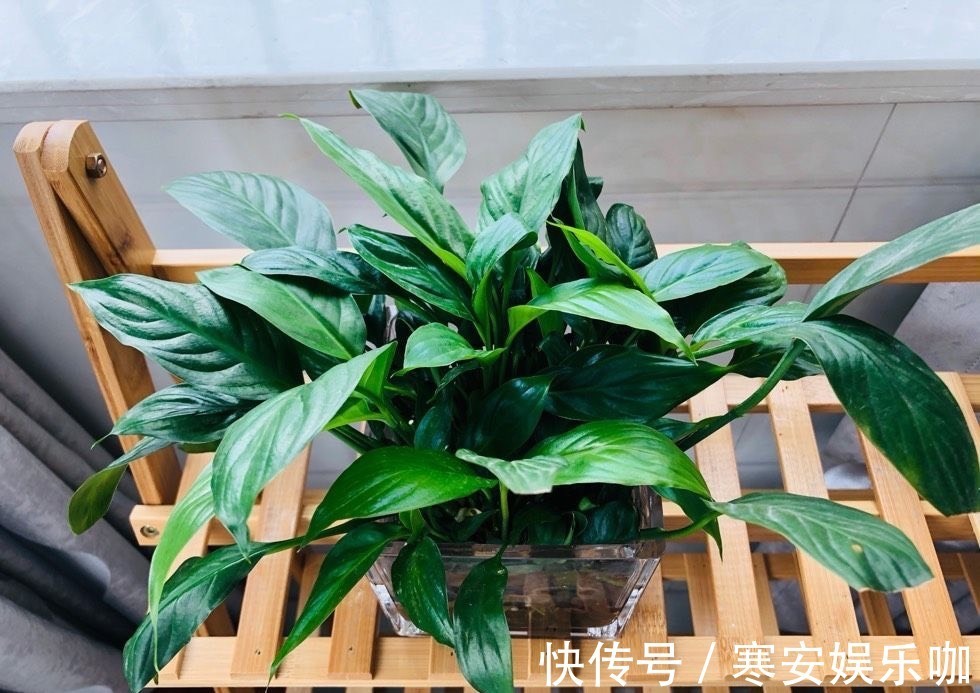 家里有不用的瓶子,拿来水培3种绿植,简单好养清新漂亮