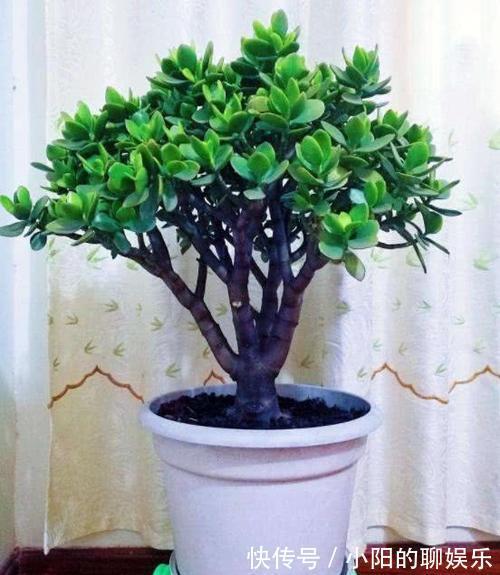 新手浇水过多,容易被淹死的几款花卉绿植,你家养了几种