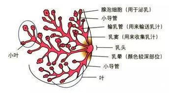 乳汁|保姆偷喝宝宝母乳，被抓后说一斤奶一斤血，母乳是妈妈血变的