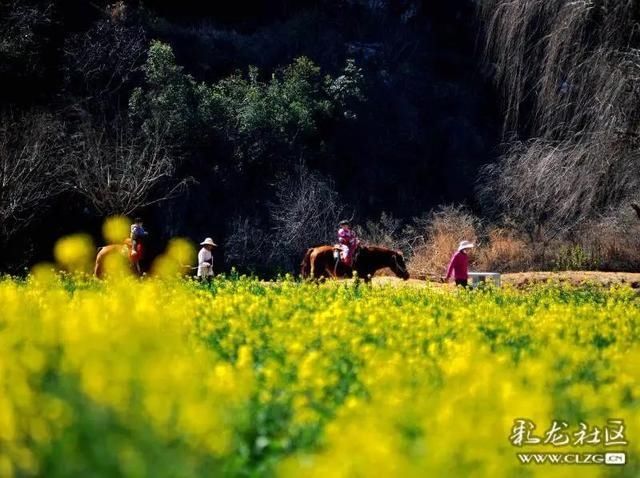 春天已“到货”！安宁万亩油菜花开啦|周末去哪儿 | 老年