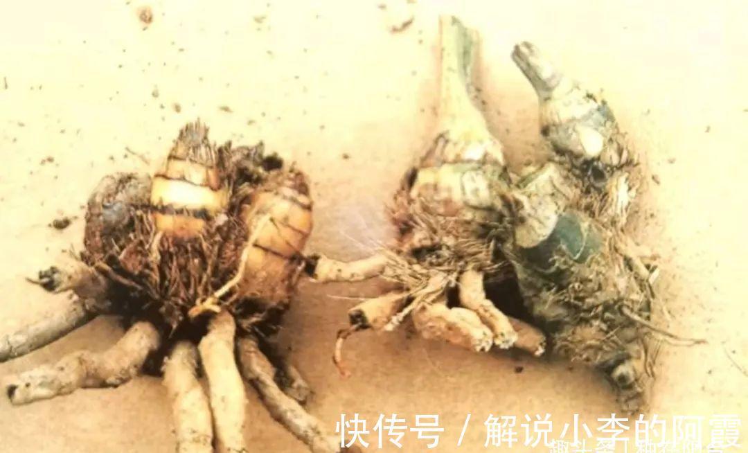 替兰花分株怕伤其根系，采用“不分盆”方法，新手也可轻松驾驭！