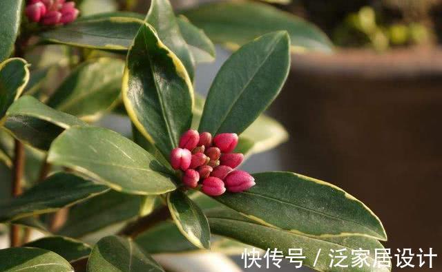 夏季|夏天有几种花再便宜也不能买,一不小心就死翘翘,人财两空