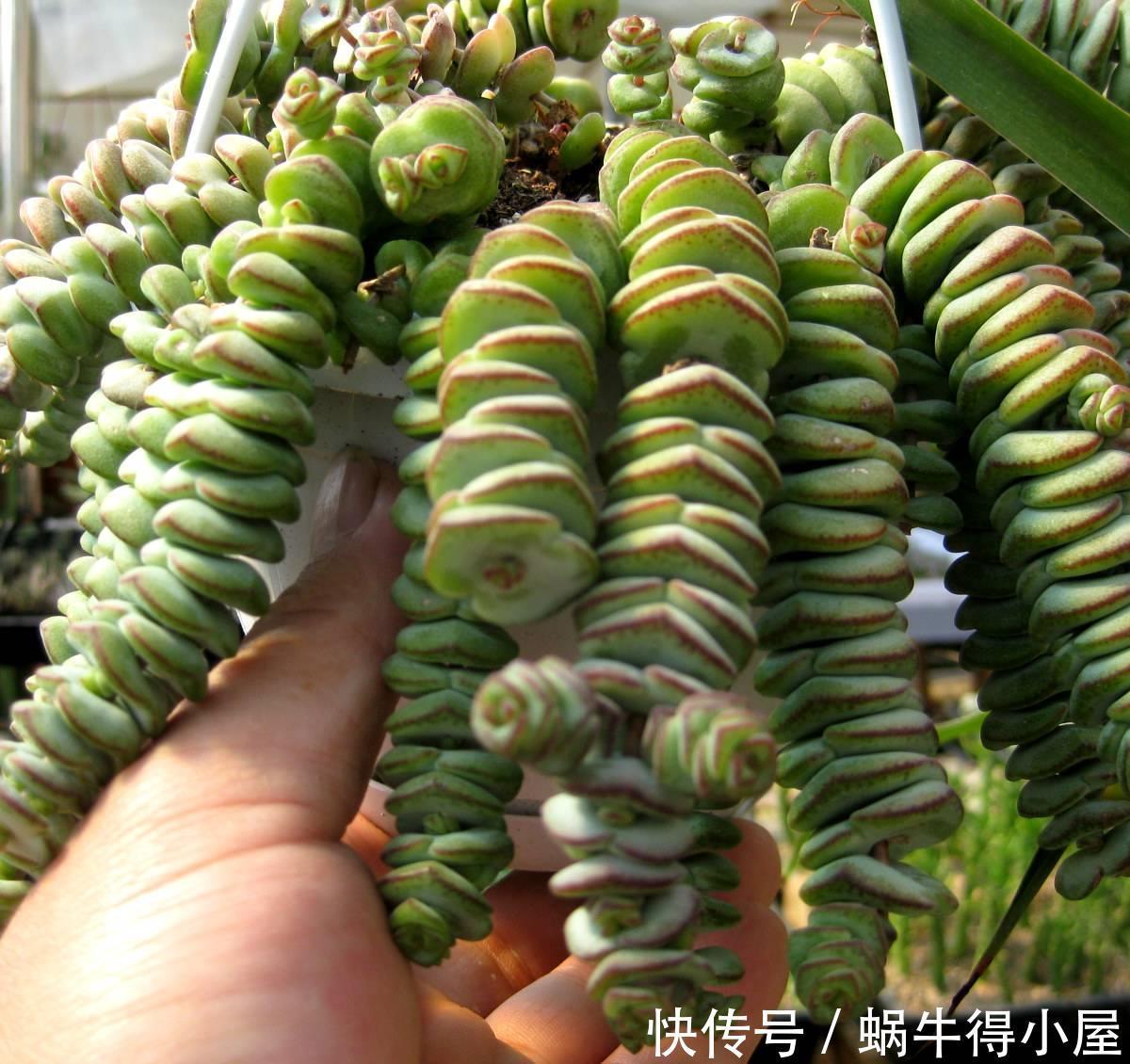 3种“钱串子”,过年买一盆,满盆“铜钱钱”,来年有财发