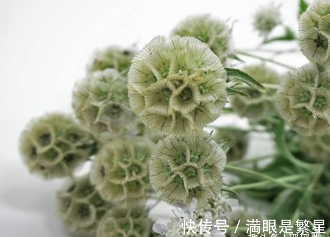 风车果|此花造型奇特个头娇小,呆头呆脑的模样,有着一股子可爱的感觉