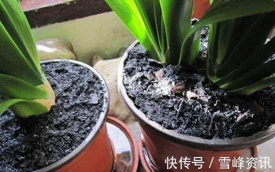 以后们|“见干见湿”原来是这个意思,我一直没搞懂,难怪养不好花