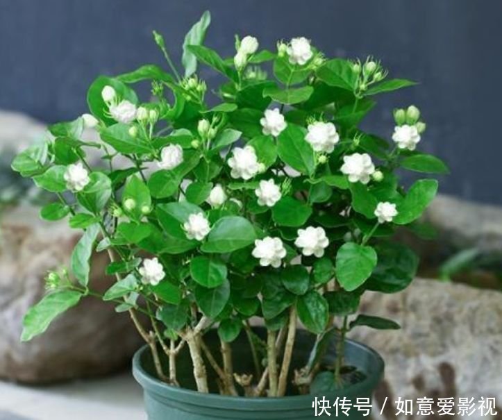 沙漠玫瑰花|清明前后,不能错过的4种招财花,不用管理也能长得旺,开花不断