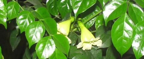  幸福树|奶奶养的幸福树，挺拔高大，绿意又盎然，幸福一大家！