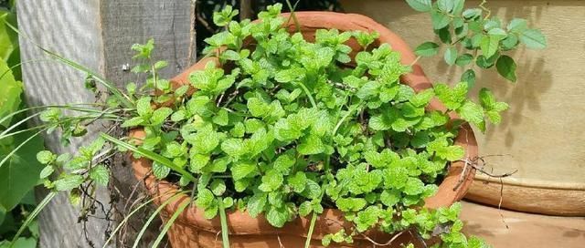 旺盛|这四种花卉最喜欢水,夏季越浇越旺盛,爆盆起来很容易