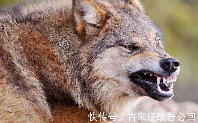 副司长|女排功勋转业成副司长,任职8个月辞职,远赴美国成医疗公司员工