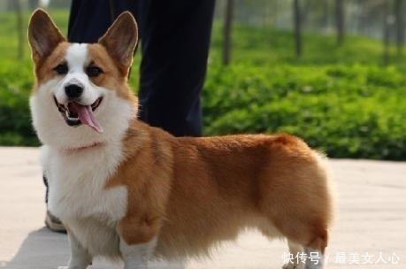 这5点 就是我不想再养柯基犬的原因 养过一次就怕了 天合乐学帮助家长发现孩子的更多可能