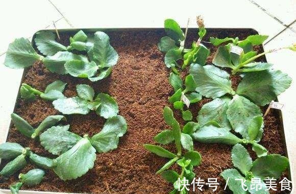 长寿花二十块一盆别花冤枉钱,这么一搞满阳台都是!