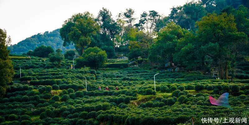 喝茶能防癌还是致癌？隔夜茶还能喝吗？答案令人大吃一惊……