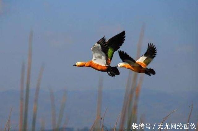 婚嫁|“随时南北,不失其节”——古代人婚嫁之时,为何总离不开大雁?