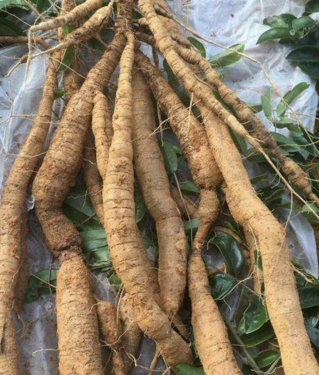 在深山,有1种“牛大力”,根茎有40厘米长,值钱又珍贵,请爱惜