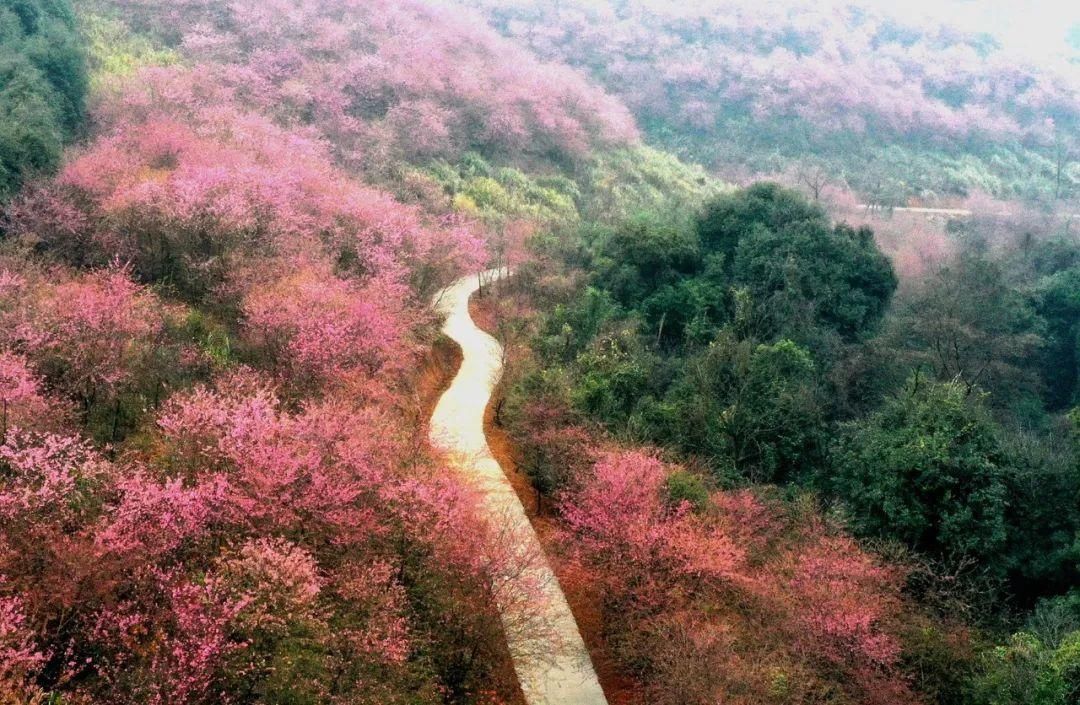 湖北人|春节，韶关人的赏花地图