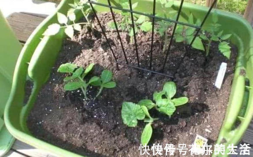 修剪|花卉养不活?5个坏习惯在作祟,不戒掉啥花都养不好,你中了几条