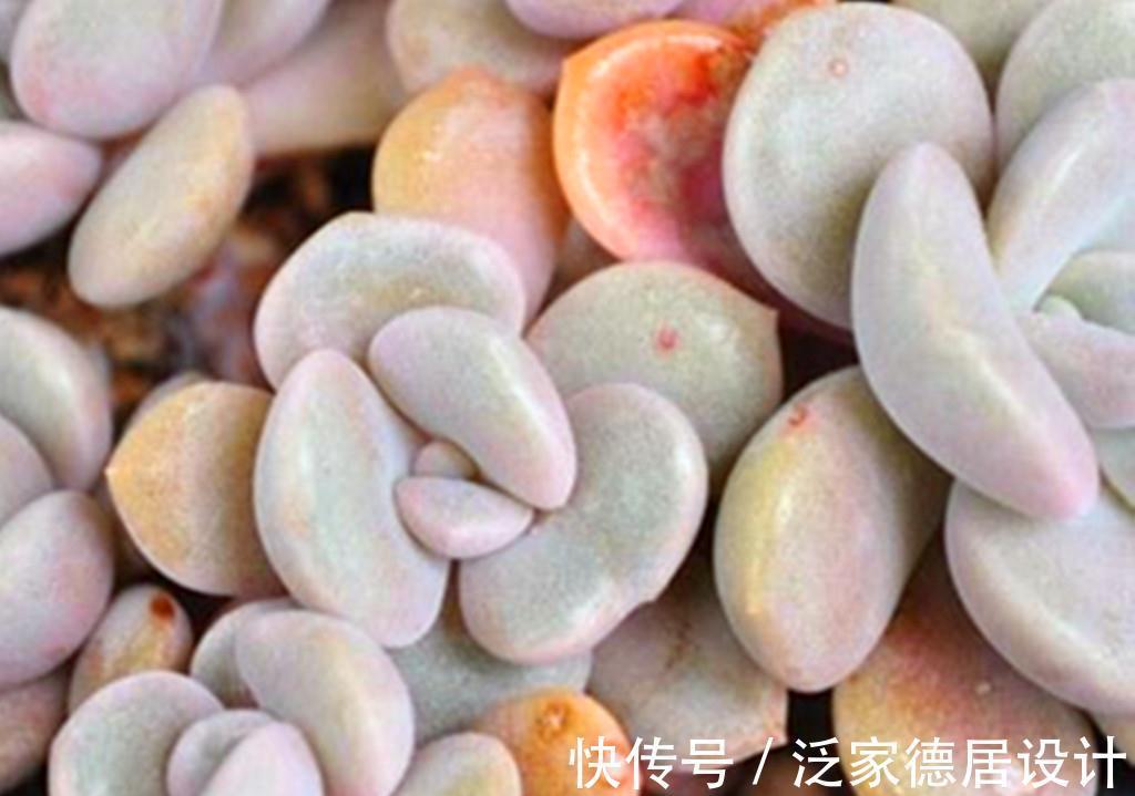 春天|被名字耽误的经典多肉诺玛，特别爱爆头，长成小老桩的样子很美