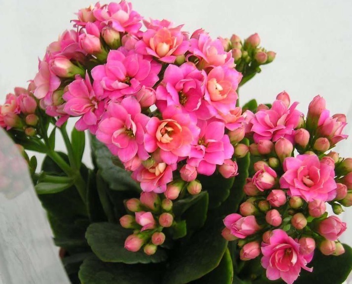 积水|长寿花开花少教你3个“小妙招”,花苞蹭蹭长,花多漂亮又艳丽