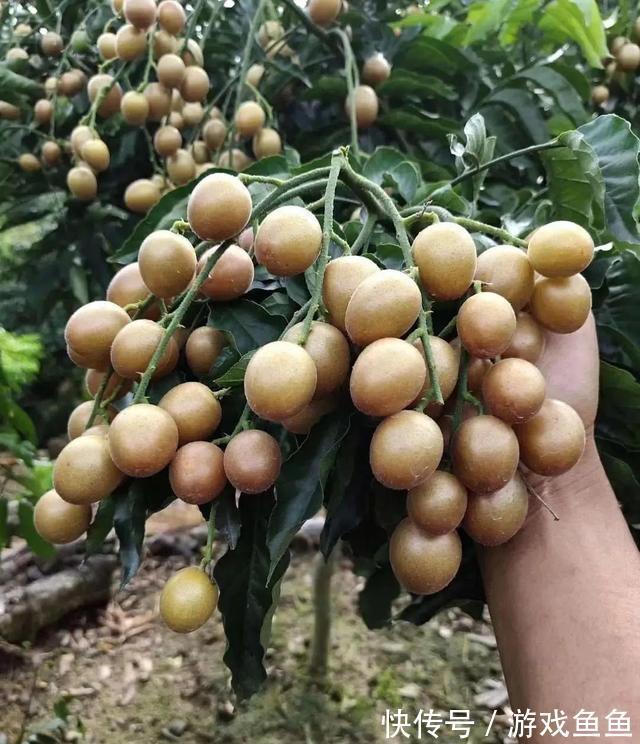 带脉|你的脾好不好?这5个特征告诉你问题出在哪里