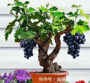 养颜|秋季阳台养4种果树,果子好吃又营养,还寓意好