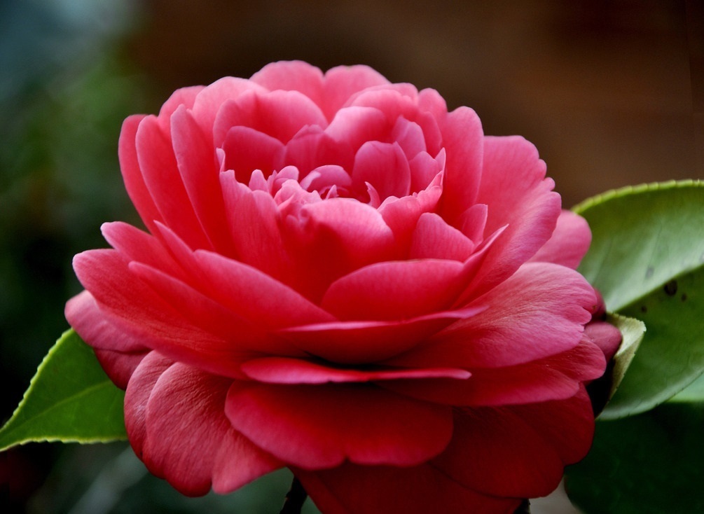 此花有着迷人的魅力,是自己最想要的爱,还有着阵阵清香