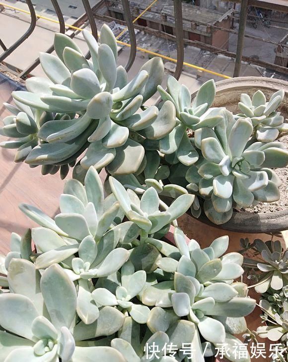 多肉植物中的“美人”,叶片圆滚滚,粉嫩嫩的,女朋友看了都嫉妒