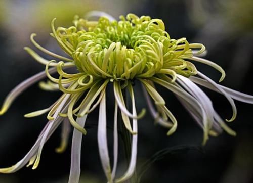 泡水|黄芪和它是“良配”,泡水喝一喝,补血益气、养护子宫