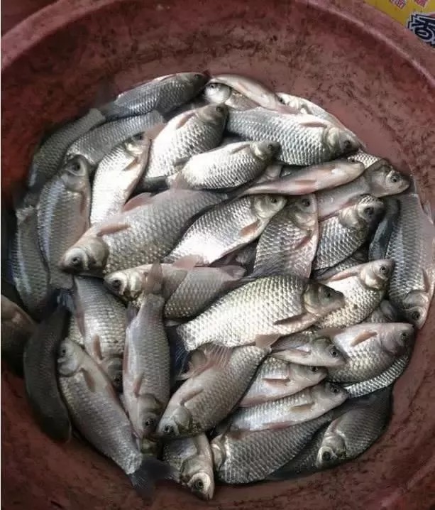 都说要“冬钓阳”,为啥在大晴天也经常钓不到鱼?问题就出在这