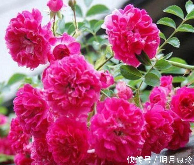 4种花很漂亮，好养易活能爆盆，开花漂亮花期长，谁养谁喜欢