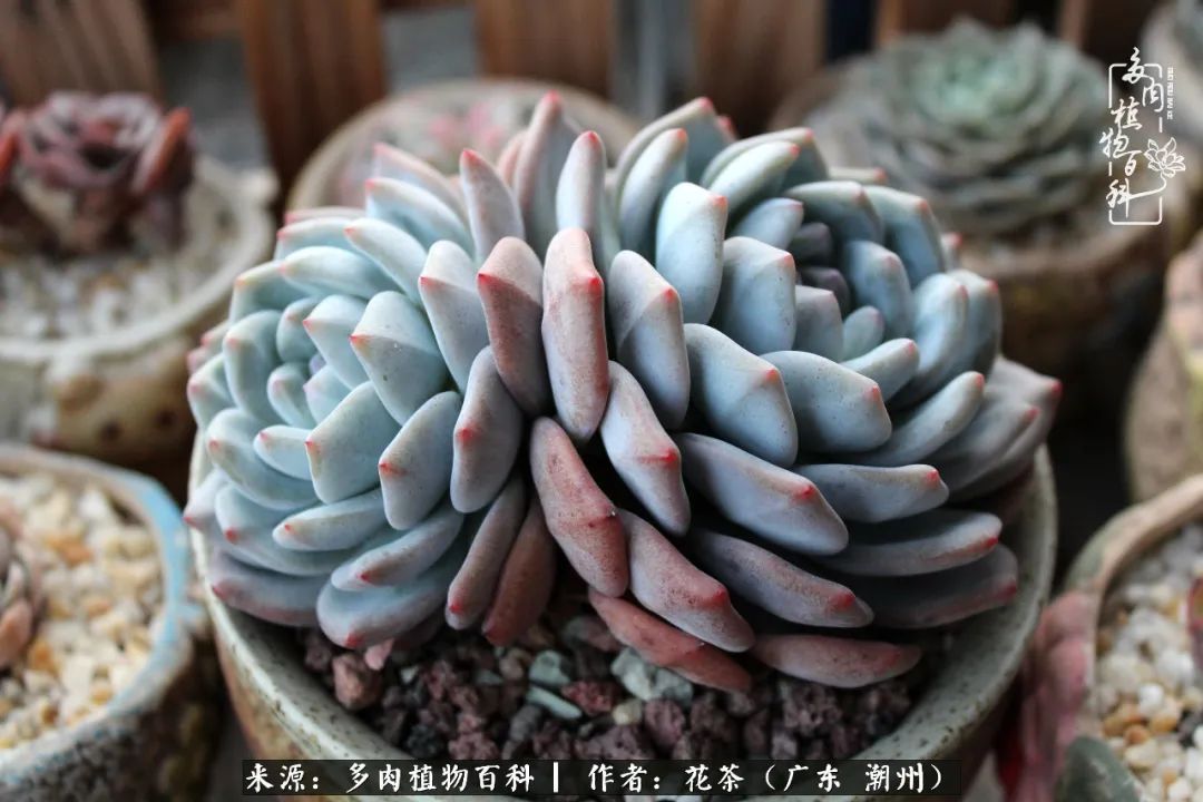 放松心情，静享愉悦，阳光下的多肉是最美的！