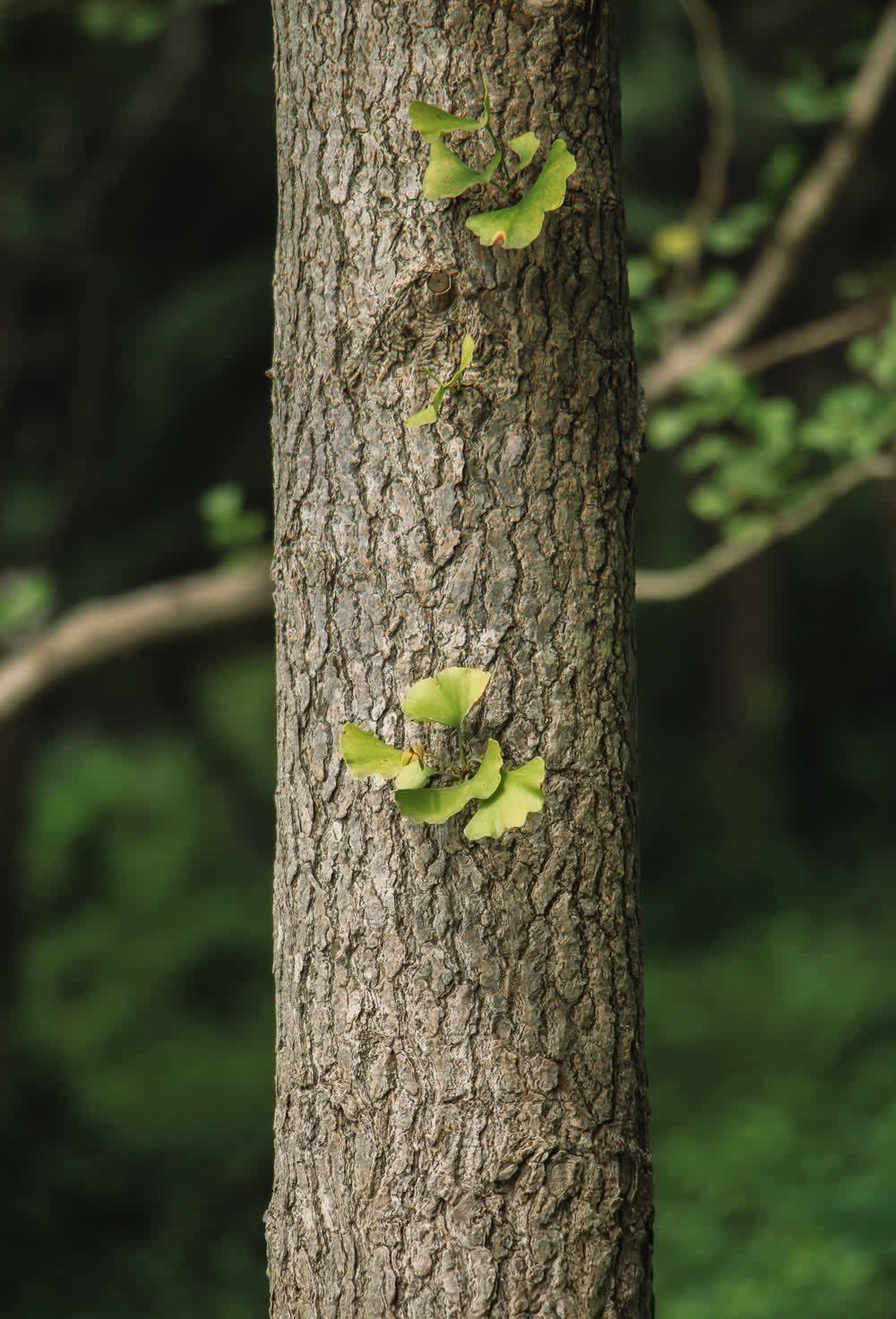 进入3月植树忙,有空地就种“4种树”,能看能吃,越大价值越高