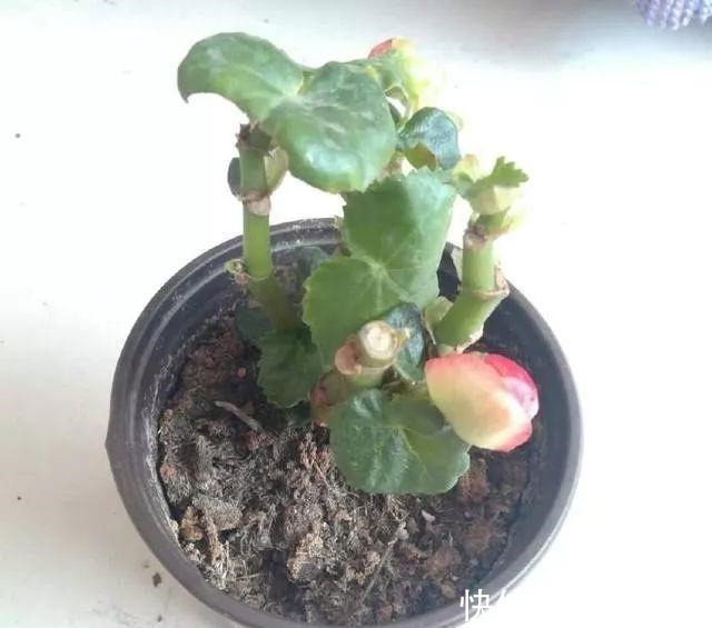 8种花现在赶紧剪，剃光头撸光叶，越狠越爆盆