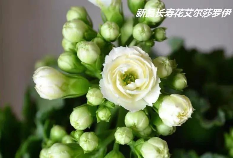 帕罗|45种长寿花,个个都是高颜值,家里养几盆,美得移不开眼