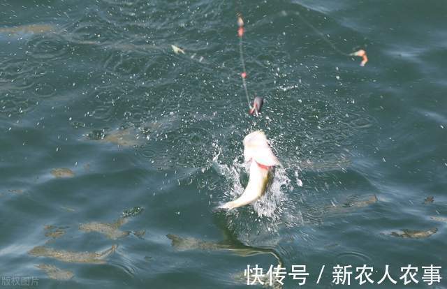 湖北一男子罕见钓获大鱼，发网上炫耀摊上事了，网友：可狱不可囚