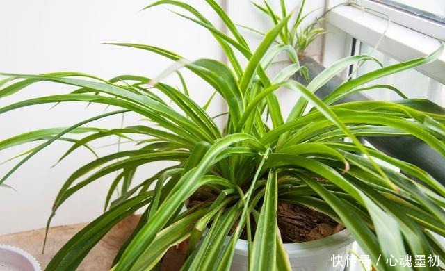 卧室就养4种花,“养人”又养气,不是没有道理!