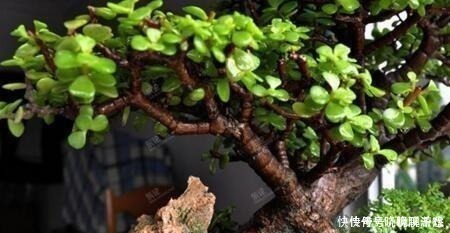 盆景|还养花现在很多人都养这“1种绿植”，枝干一变粗，就值钱了！