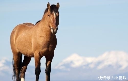 外国人:中国什么都吃,为什么不吃这种肉?网友:中国人也不敢吃