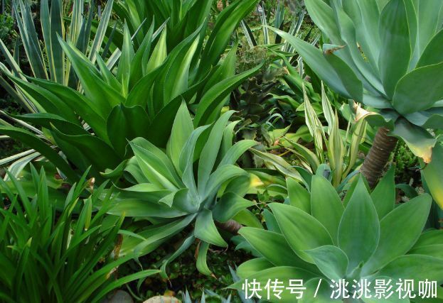 菊花|喜欢菊花,不如养盆“玫瑰精品”朦胧的朱迪,水果香味,清秀淡雅