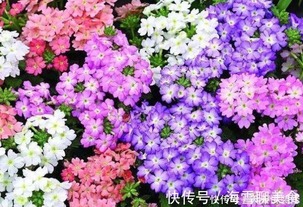 几种花期最长的花卉，一年四季开不停，每天都有花赏