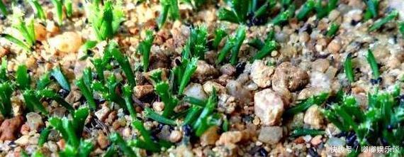 扦插法|蟹爪兰的繁殖方法,原来是这样,长见识了