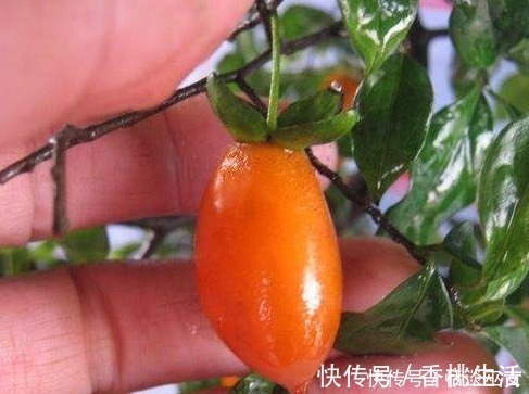 果肉|此种花养成老桩可卖高价,不用花钱买,只需一点果肉,就能存活!
