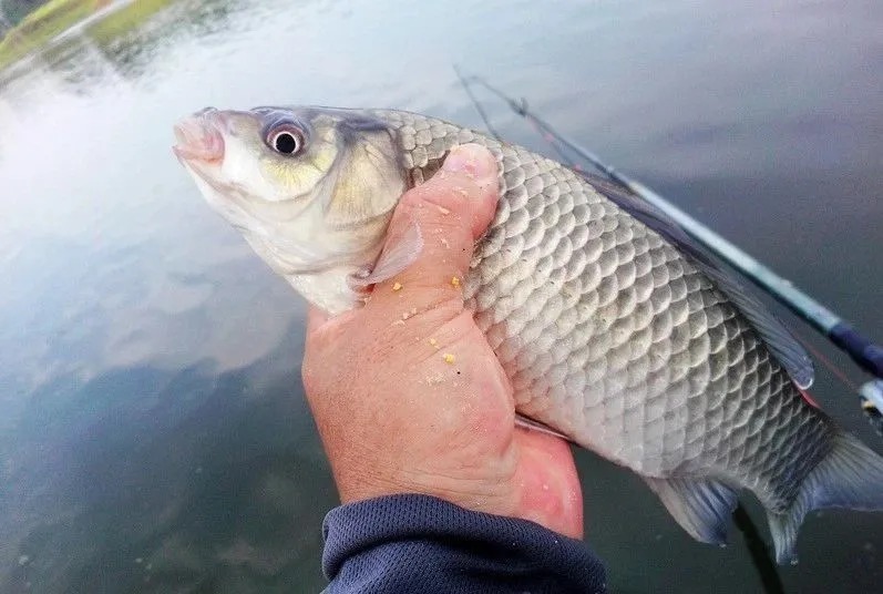 冬季钓鱼实战:傍晚鱼好钓,连杆上鱼就因为这三点