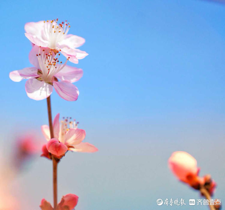 花意争春！济南千佛山公园的梅花，暗香袭来|就地过年?春在身边| 花意争春！济南千佛山公园的梅花，暗香袭来\＂,\＂i10\＂:\＂就地过年?春在身边