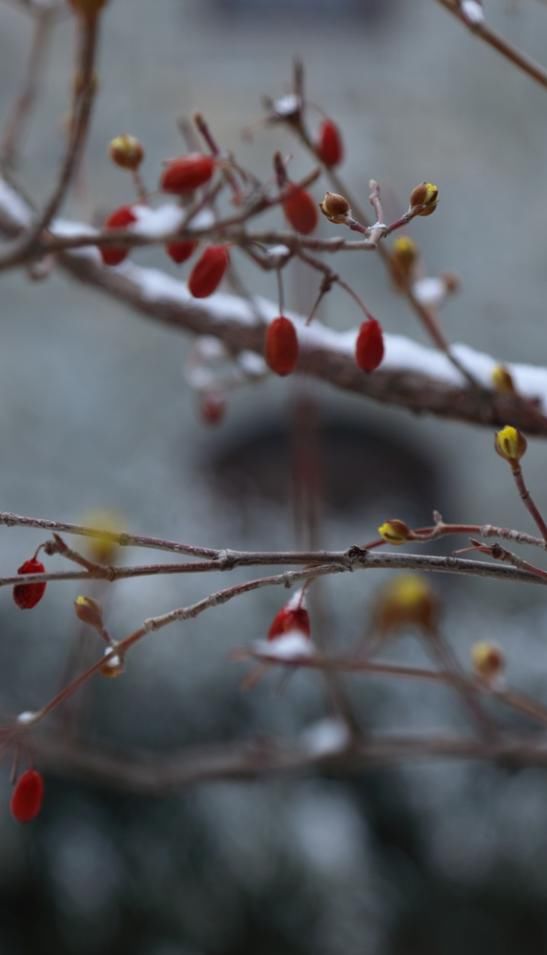 a8157|当春雪降临齐鲁酒地，世间就又浪漫了起来~