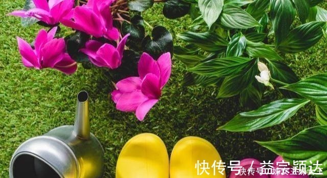 叶子|磷酸二氢钾，喷叶子好还是灌根好看一眼就能明白，别弄错了！